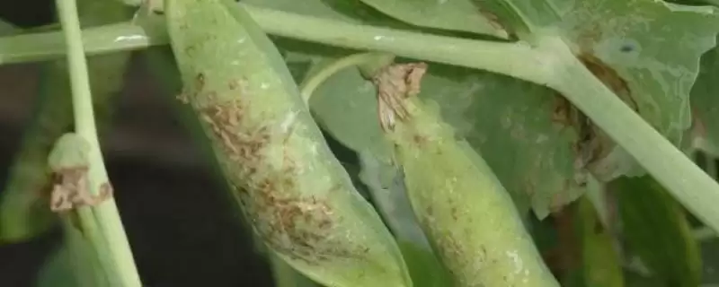 豌豆褐斑病在何种条件下发病重？-会东网