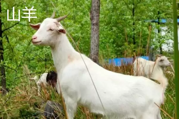 绵羊和山羊因染色体差异为何无法杂交?插图3 绵羊和山羊因染色体差异为何无法杂交?插图3
