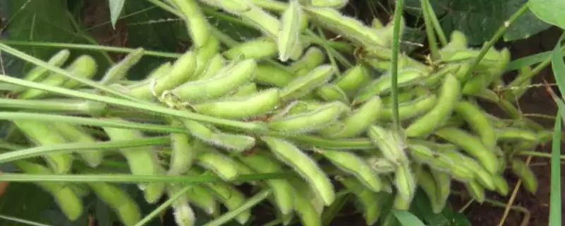 牡豆8号大豆种子中等肥力有何条件？-会东网