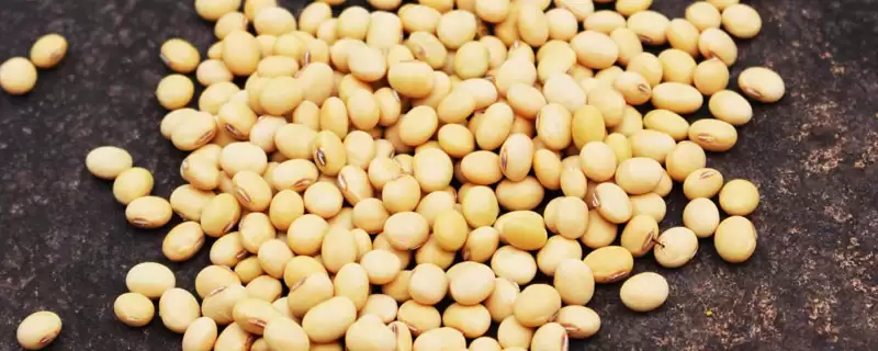 蒙豆375大豆品种中等肥力亩种多少株？-会东网