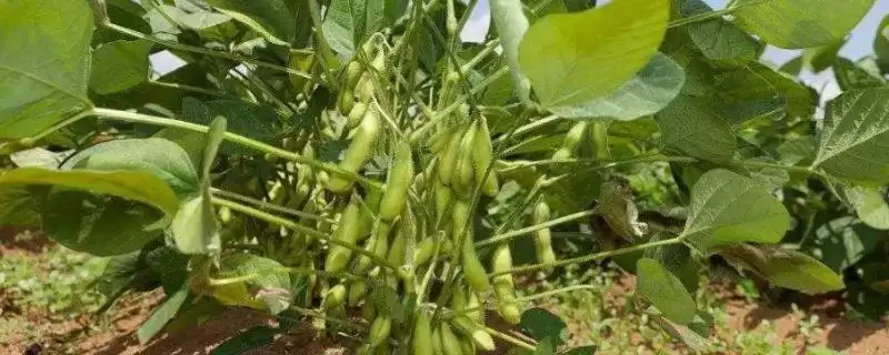 南夏豆27大豆品种花荚期防病虫害？-会东网