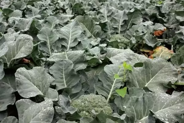 蔬菜低温天气如何用薄膜育秧？插图9