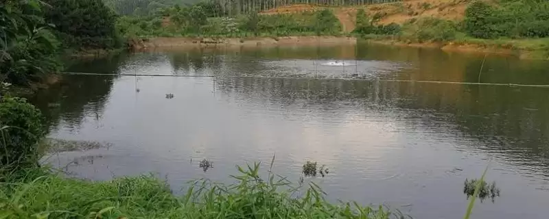 鱼塘硫酸铜为何用硫代硫酸钠解毒?-会东网