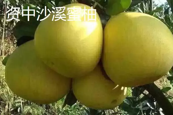 四川内江市资中县有何著名特产？插图2