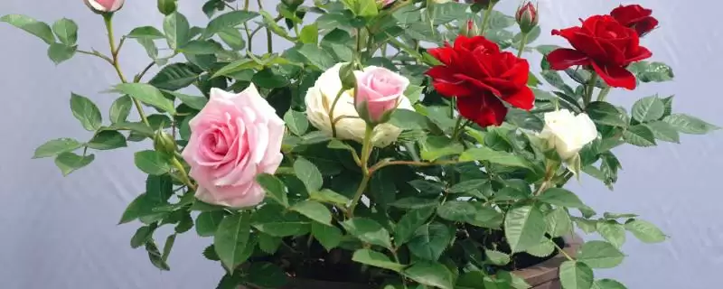 盆栽月季花单枝套袋如何养护？-会东网