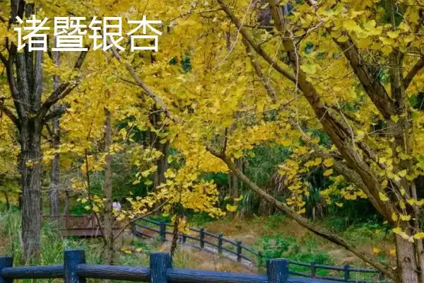 浙江省诸暨市有何特产同山烧？插图1