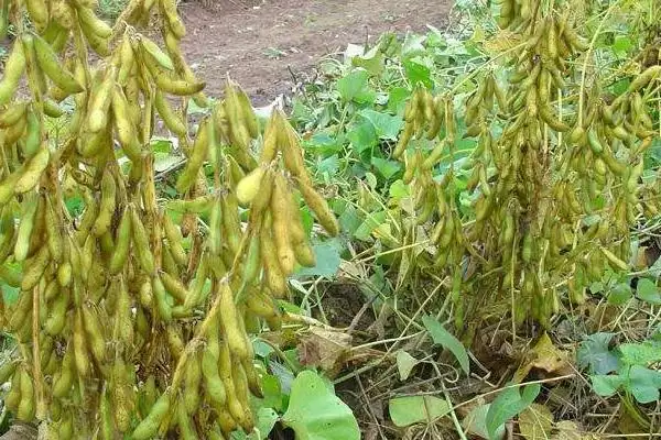 石豆14大豆种亩播种量是多少?插图3 石豆14大豆种亩播种量是多少?插图3