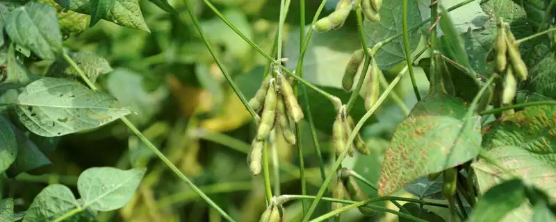 中豆58大豆种子全生育期多久？-会东网