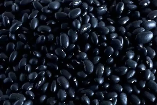 黑豆有苦味是因含生物碱的原因？插图2