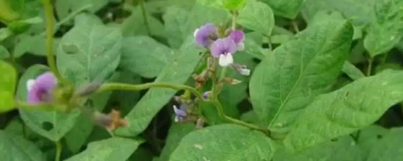 浙鲜14大豆种子结荚期防炭疽？-会东网