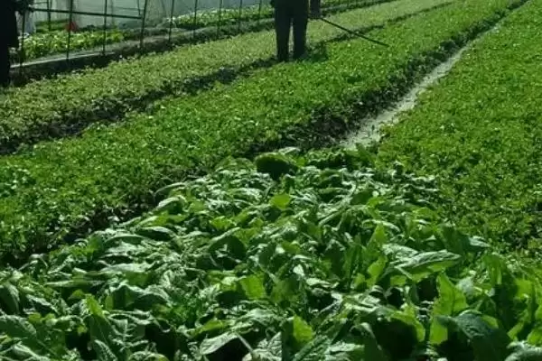 蔬菜低温天气如何用薄膜育秧？插图4