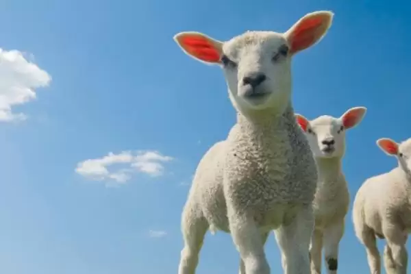 绵羊和山羊因染色体差异为何无法杂交?插图1 绵羊和山羊因染色体差异为何无法杂交?插图1