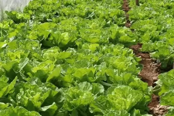 蔬菜低温天气如何用薄膜育秧？插图3