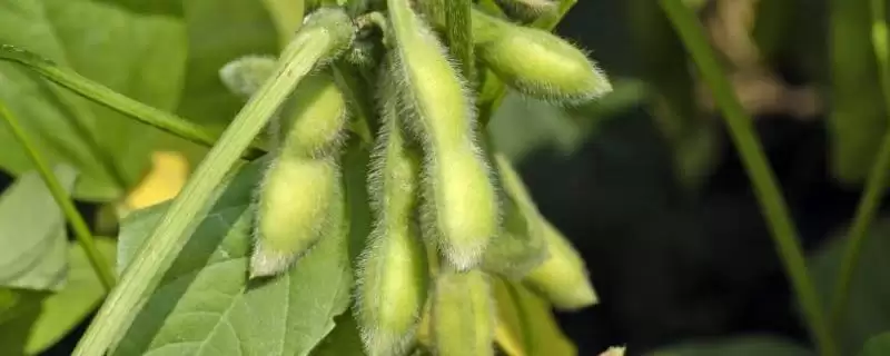 绥农29大豆品种5月上旬播种原因？-会东网