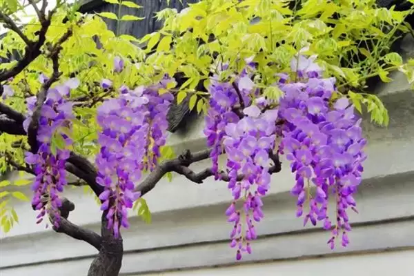 紫藤花寓意无私奉献有何精神？插图3