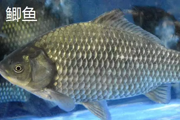 伊豆和伊势尼钩条粗细有何区别？插图5