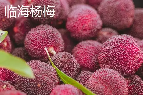 浙江省诸暨市有何特产同山烧？插图14