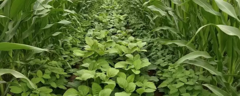 中黄74大豆种子比对照晚熟几天？-会东网