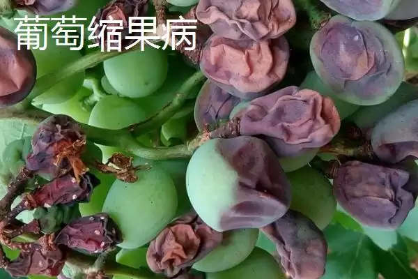 葡萄日灼病和缩果病症状区别防治？插图2