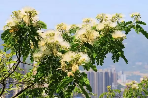 银合欢作为豆科灌木乔木如何介绍？插图6
