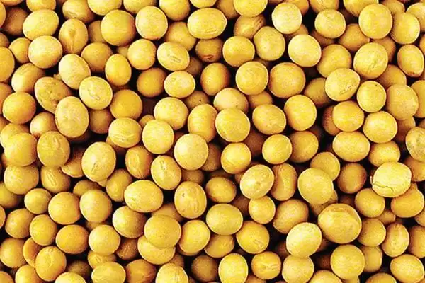 农职豆2号大豆品种肥力地块要求？插图1