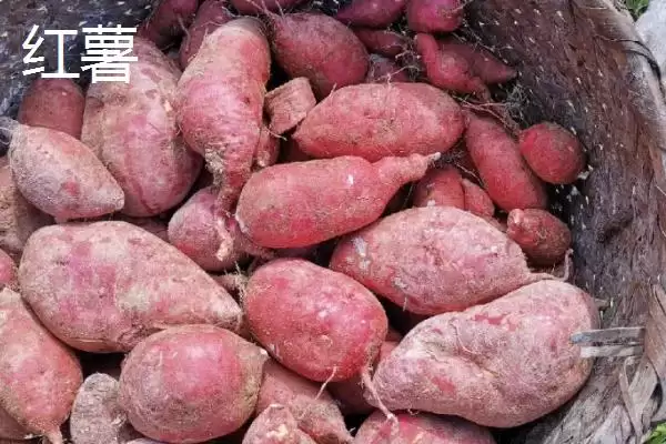 如何地窖贮藏地瓜及入窖前准备？插图3
