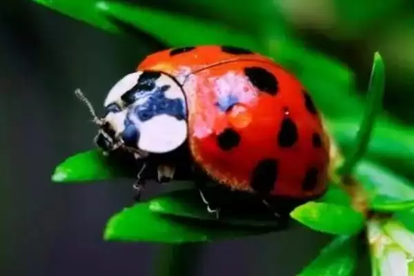四大益虫蜻蜓等是哪四种昆虫？插图3