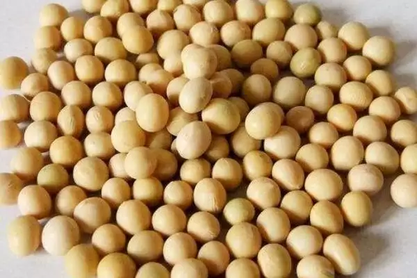 中黄610大豆种子中抗病毒特性？插图3