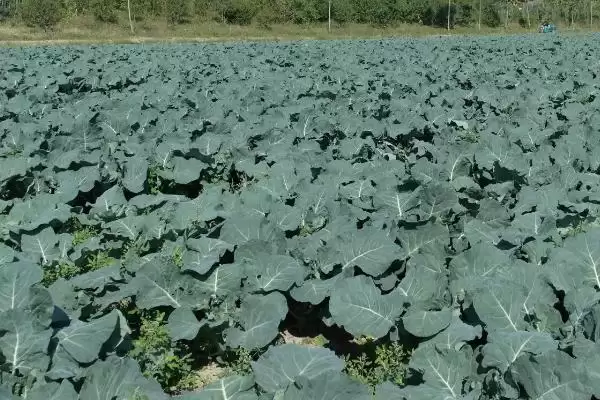 蔬菜低温天气如何用薄膜育秧？插图10