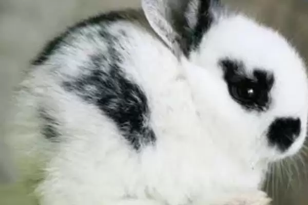 熊猫兔爱吃胡萝卜等什么食物?插图3 熊猫兔爱吃胡萝卜等什么食物?插图3