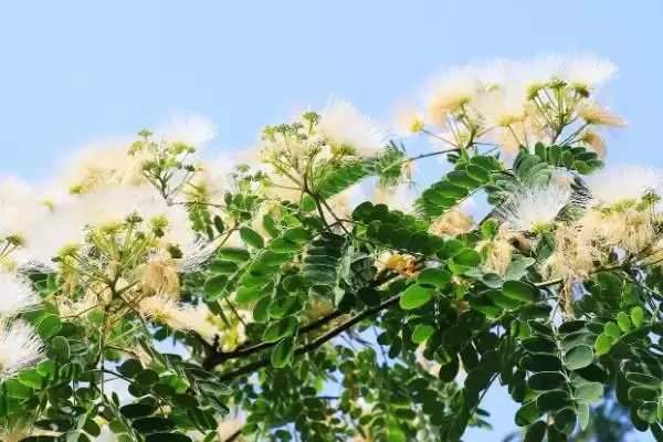 银合欢作为豆科灌木乔木如何介绍？插图4