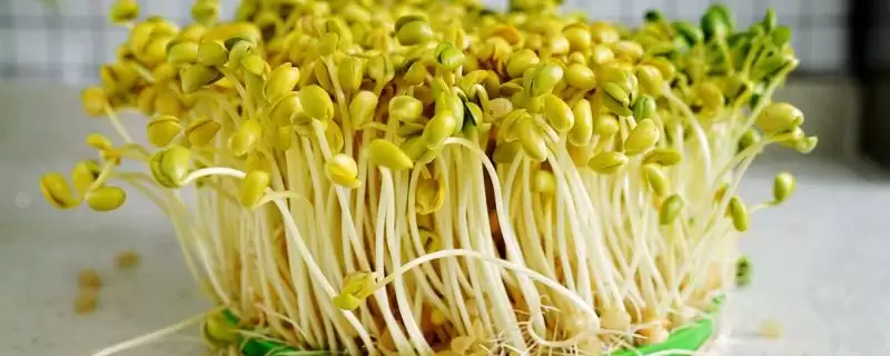 发黄豆芽发芽适宜温度是多少?-会东网