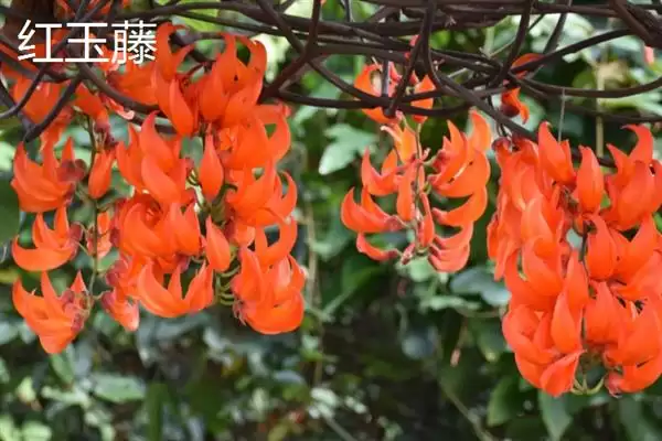 紫藤花寓意无私奉献有何精神？插图6