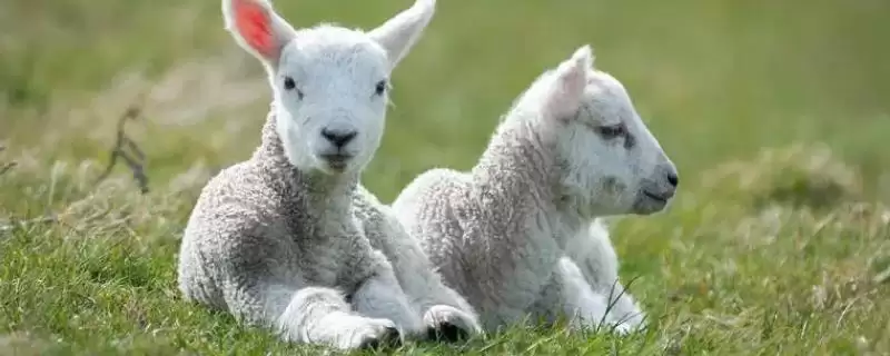 新生羔羊站不起来和钙磷有何关系?插图 新生羔羊站不起来和钙磷有何关系?插图