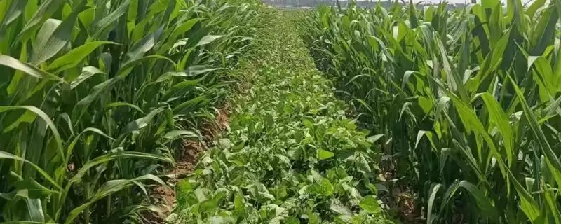 周豆18号大豆种子密度多少合适？-会东网