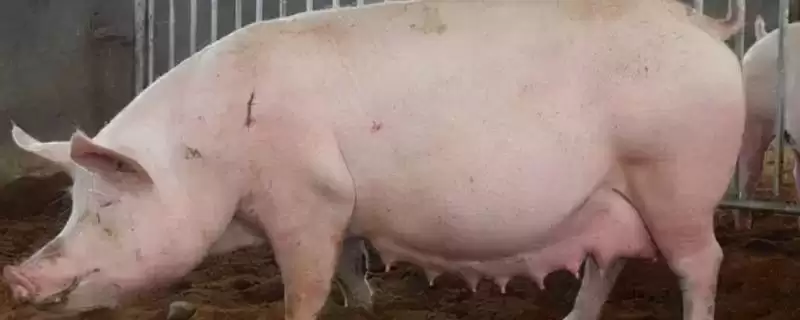 临产母猪产前10-15天如何饲养管理?-会东网