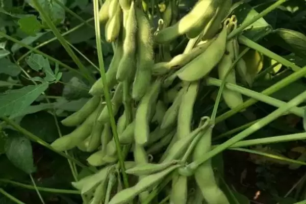 奎鲜8号大豆种子4月上旬播种？插图3