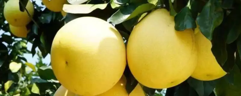 四川内江市资中县有何著名特产？-会东网