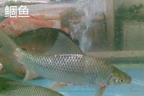伊豆和伊势尼钩条粗细有何区别？插图7