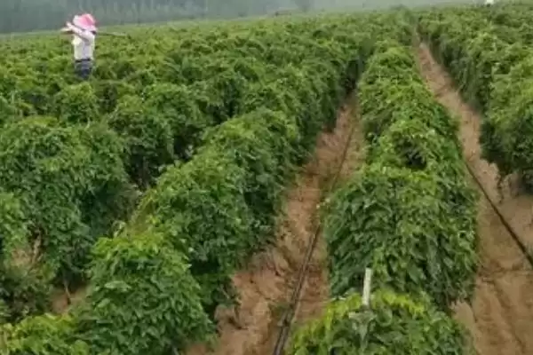 山药种植如何选微酸性至中性土？插图1