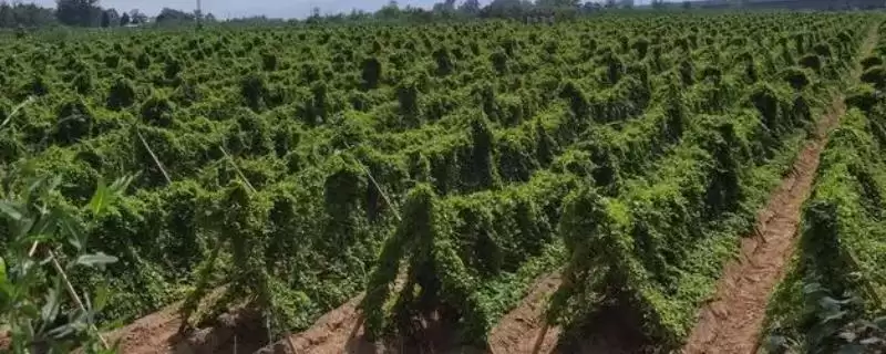 山药种植如何选微酸性至中性土？-会东网