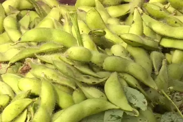 毛豆和黄豆之间存在怎样的等同关系？插图3