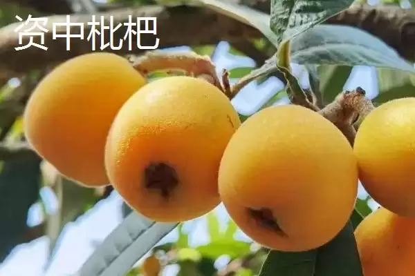 四川内江市资中县有何著名特产？插图6