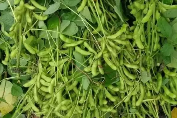 中豆58大豆种子全生育期多久？插图2