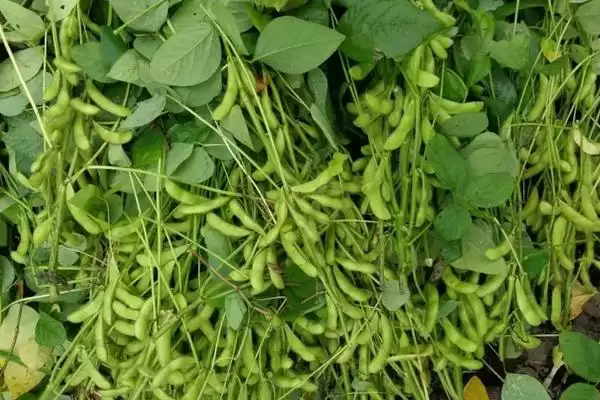 潍豆10号大豆品种中等肥力亩种？插图2
