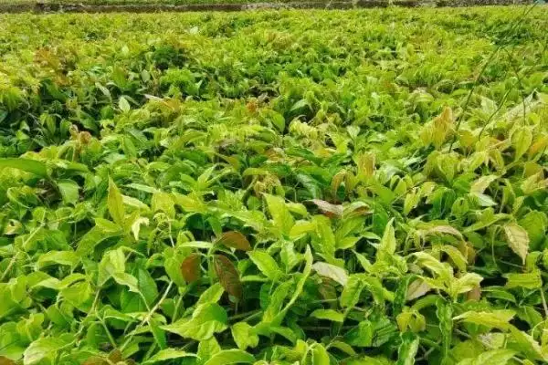 三叶青种植前景为何能卖上千元？插图3