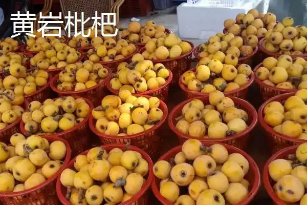 浙江省诸暨市有何特产同山烧？插图15