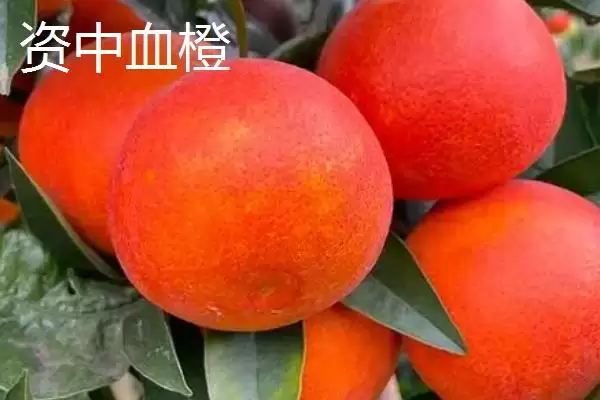 四川内江市资中县有何著名特产？插图4