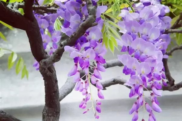 紫藤花寓意无私奉献有何精神？插图1