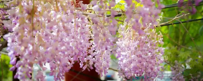紫藤花寓意无私奉献有何精神？-会东网